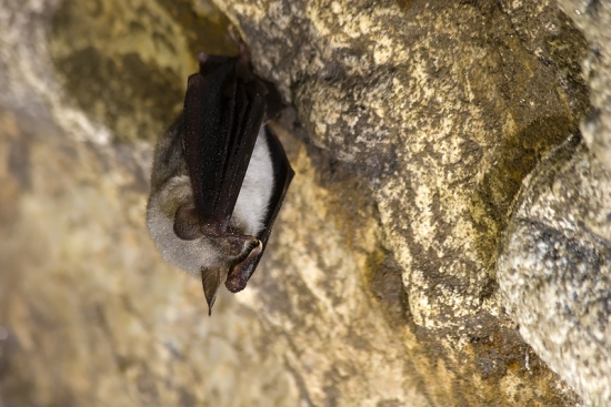 Netopier obyčajný (Myotis myotis)