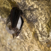 Netopier obyčajný (Myotis myotis)