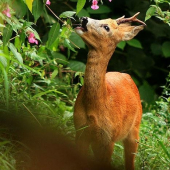 Pri foteni rybárika mi prisiel do záberu tento krásavec