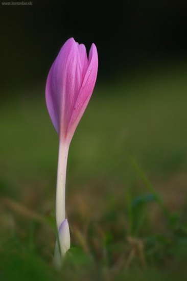 sekol som si kategoriu !:)