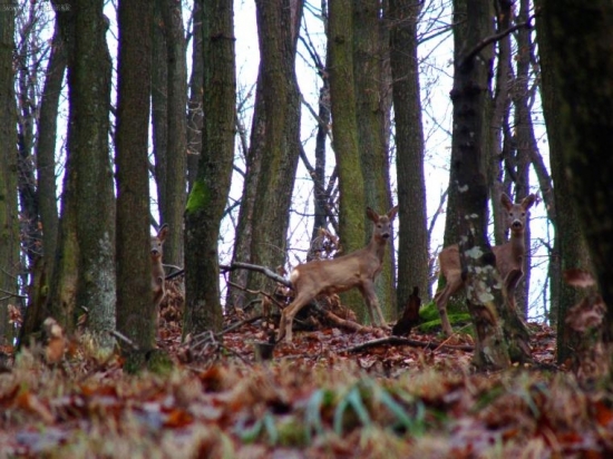 36211
