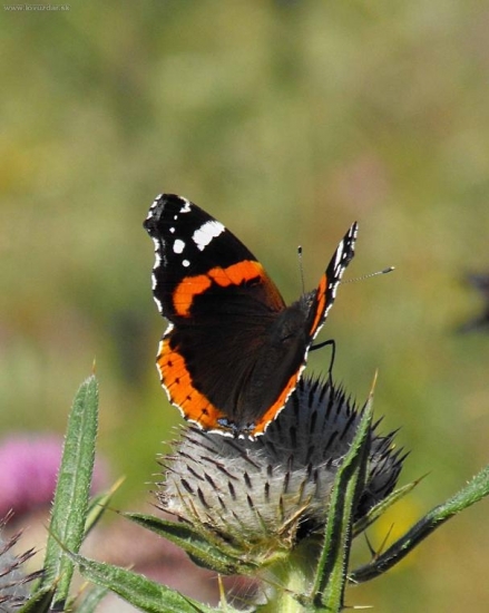 Babôčka admirálska