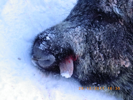 Abnormalita alebo strela?