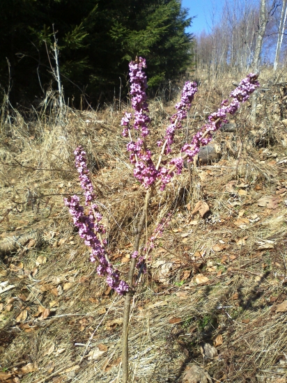 Jar - Lykovec jedovatý