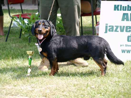 BOB, CAC, CC, Klubový víťaz pes KCHAJD pri SPZ Sielnica 2012