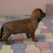 Ceca