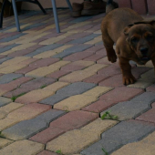 Ceca 
