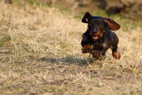 Môj malý lietajúci psík