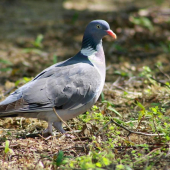 Mal som šťastie - Hrivňák