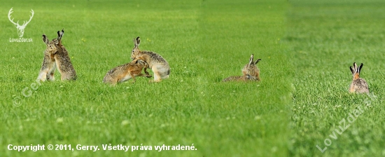Zajačie zásnuby
