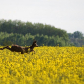 Raz skočil a zmizol