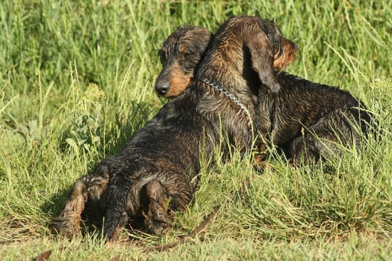 Odloženie ako za trest