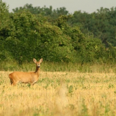 Prvá pripískaná srnka