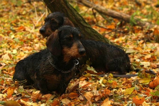 chs od Nebojského kašteľa