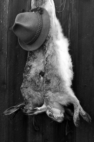 Zajace zo spoločnej - Môj prvý