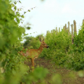 Srnka venovaná dedkovi