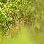 Keď aj nevidený vidí