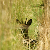 Schovaný neschovaný idéém