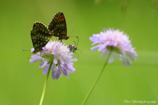 Frekventovaný kvietok