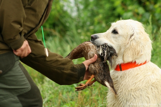 Víťazné odovzdanie