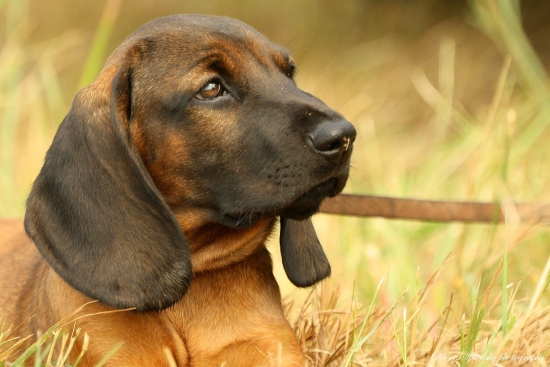 Carko z ch.s. Sľúkov dvor