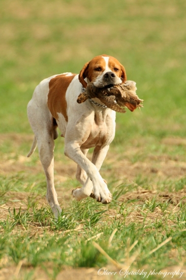 Prinášanie jarabičky