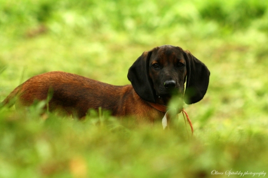 Caro na jeho prvej ruji
