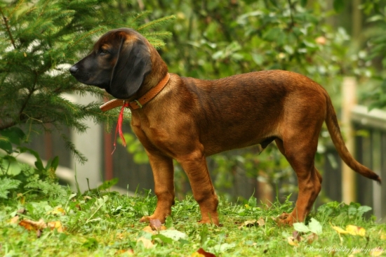 Pes je tvojím obrazom, len menším, chlpatejším, a s veľkým vlhkým jazykom.