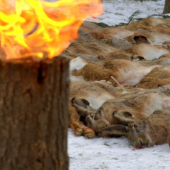 Po peknej poľovačke na drobnú zver