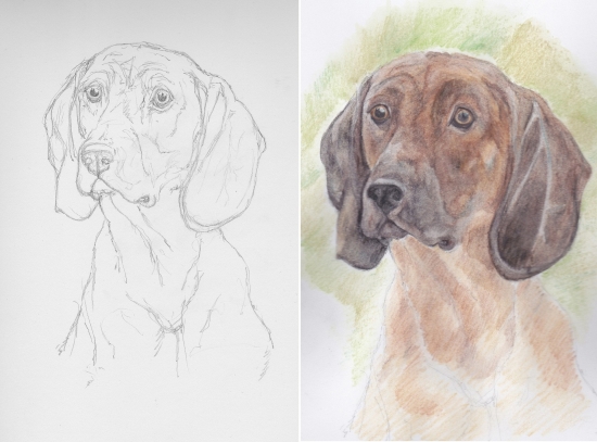 Bavorský farbiar - akvarel