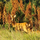 Priniesla mi ich ukázať :)