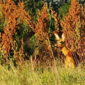 Srna v rannom svetle