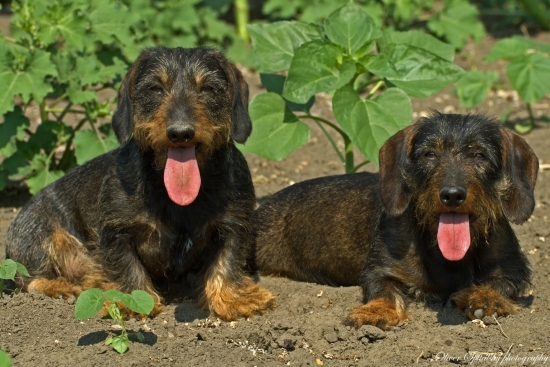 To je hyc, velebnosti...