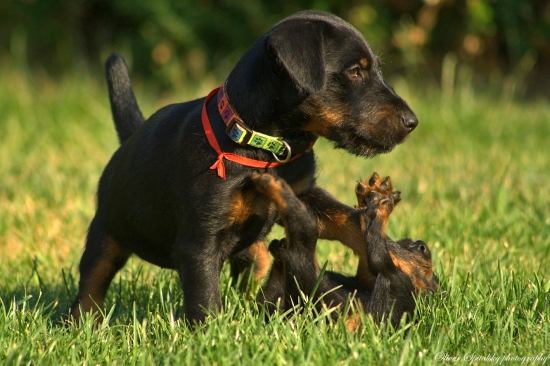 Ty tu počkaj, ja idem po tvojho brata..