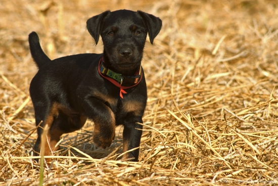 Ja sa ešte rozhodnem či nebudem stavač :)