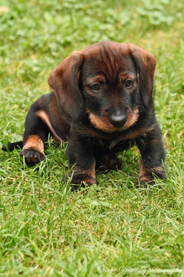 Škriatok malý hrubosrstý