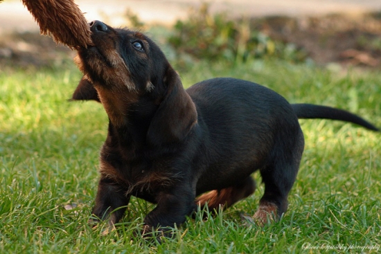 Niečo z toho bude..