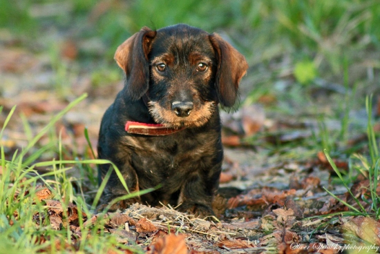 Z dnešnej prechádzky