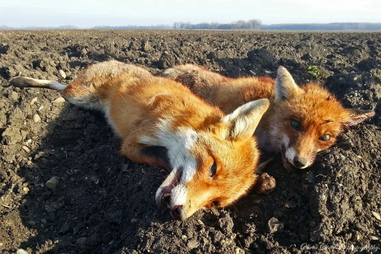 Po ďalšom úspešnom brlohovaní