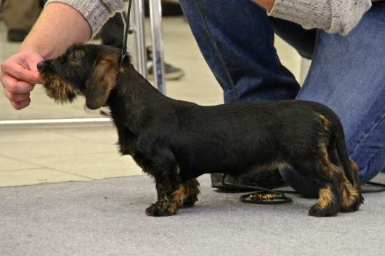Prvá skúška výstavného postoja
