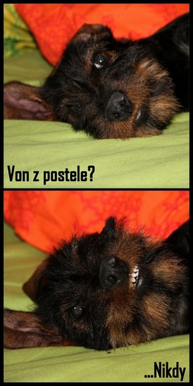 Zo života poľovného psa :)