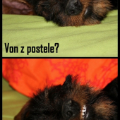 Zo života poľovného psa :)