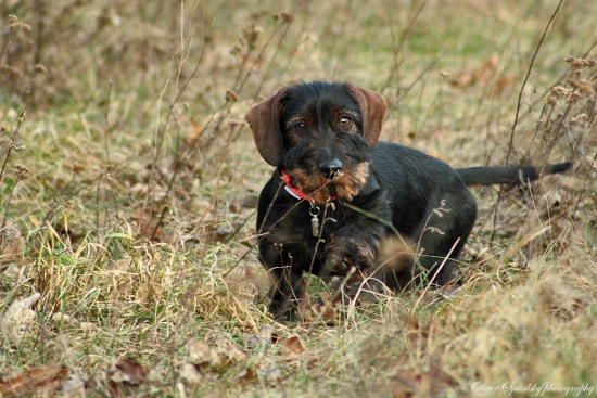 Z dnešnej prechádzky