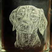 Vizsla