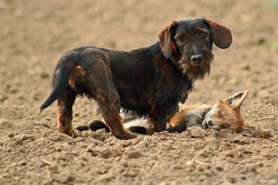 Prvý krát pri ulovenej líške