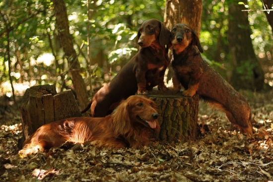 Srdcová záležitosť