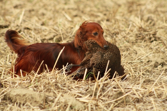 Dohľadávka pernatej