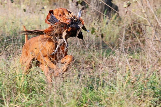 Čas spoločných poľovačiek