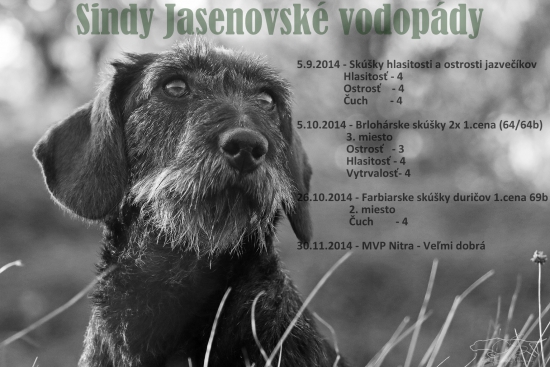 Roxy a náš prvý pracovný rok