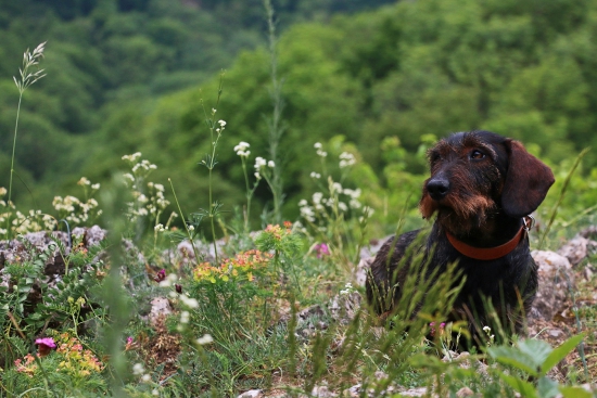 Sindy Jasenovské vodopády